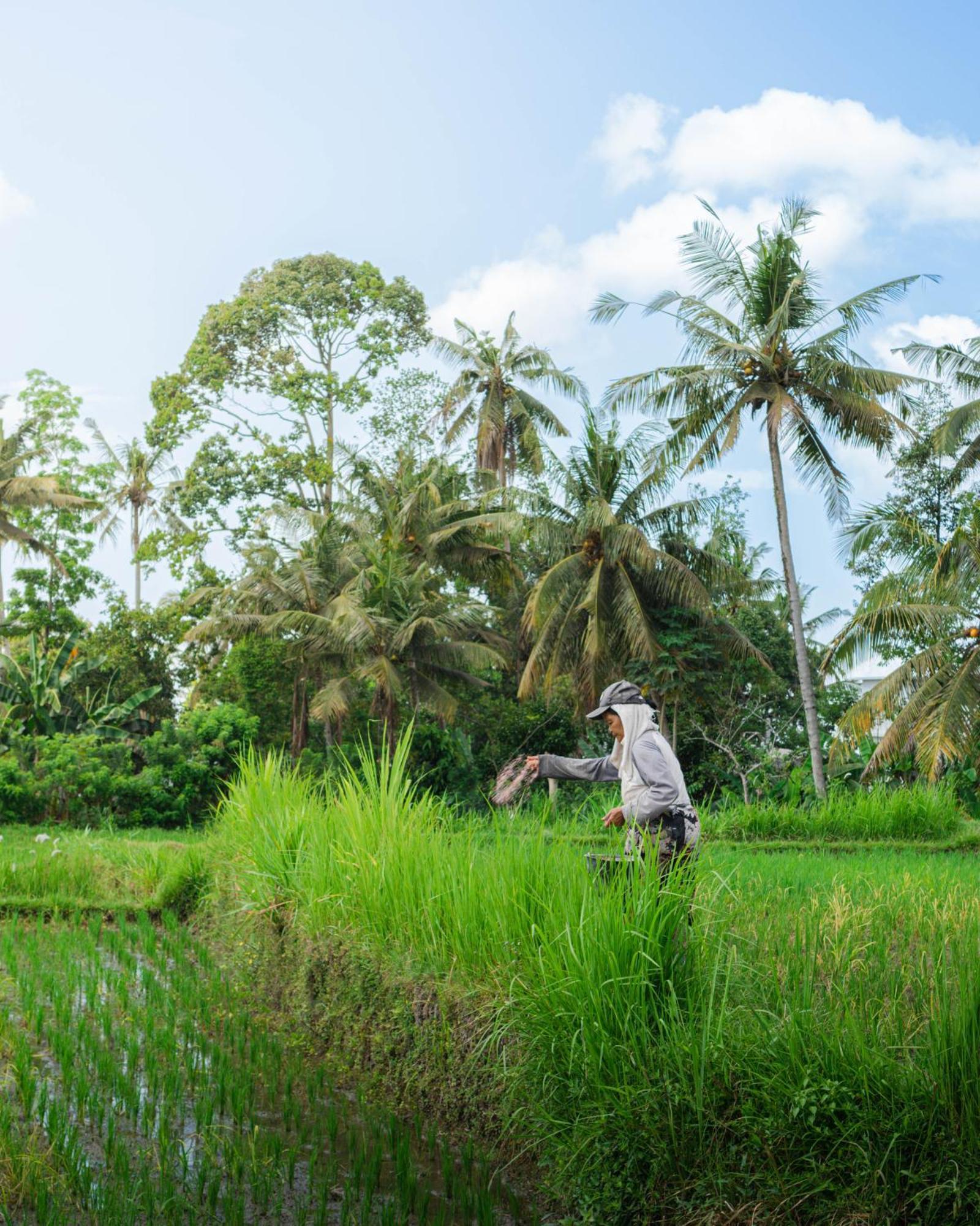 Tannari * Ubud (Bali)